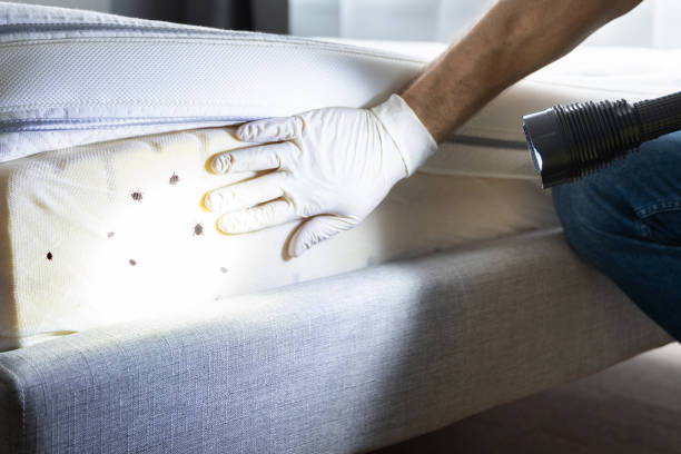 Best Termite Control Services  in Scandia, MN