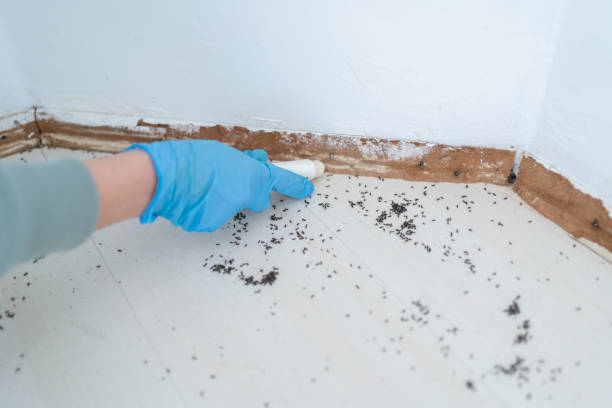 Flea Control Services in Scandia, MN